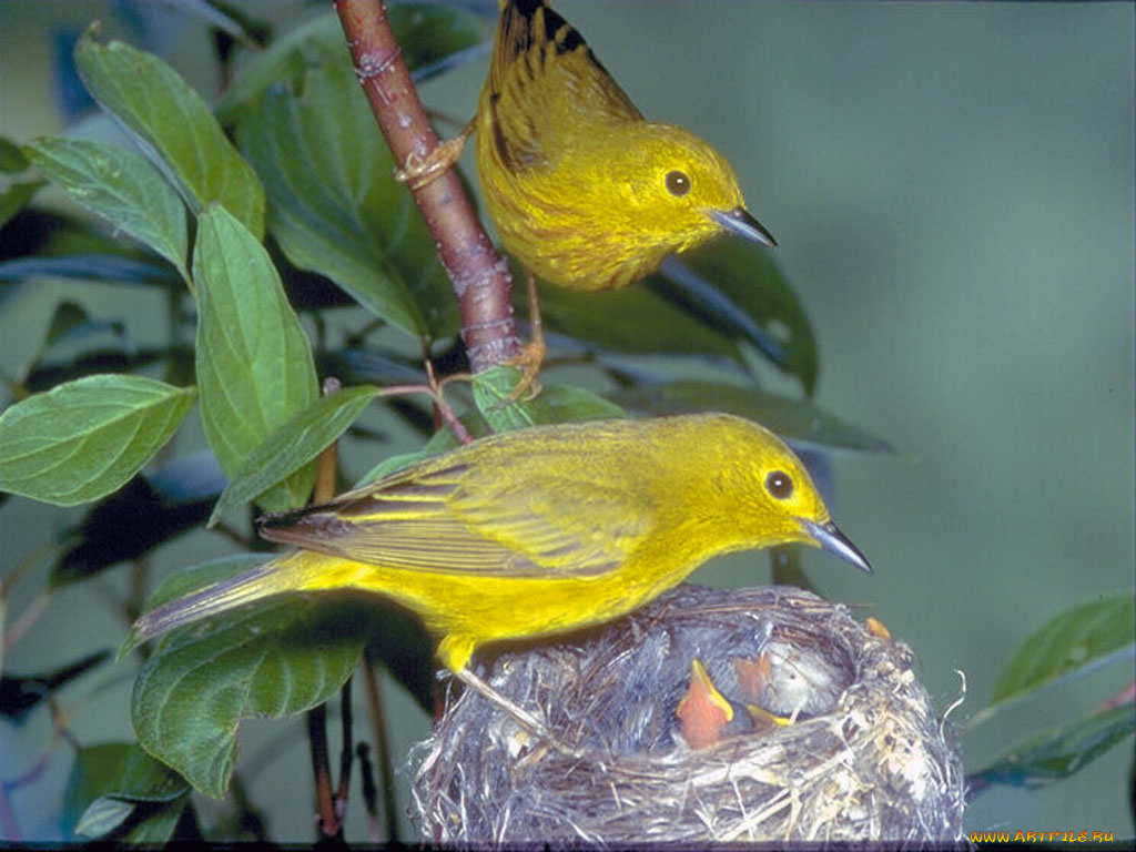 животные, птицы