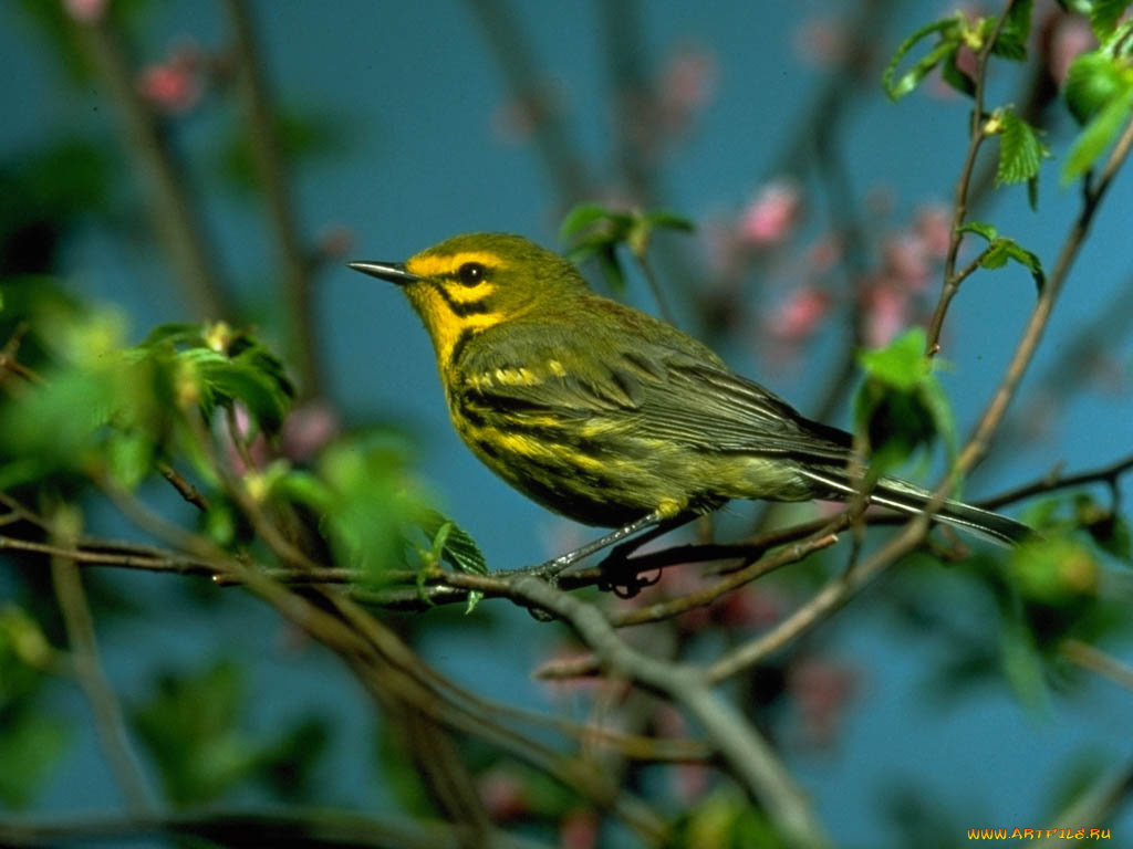 животные, птицы