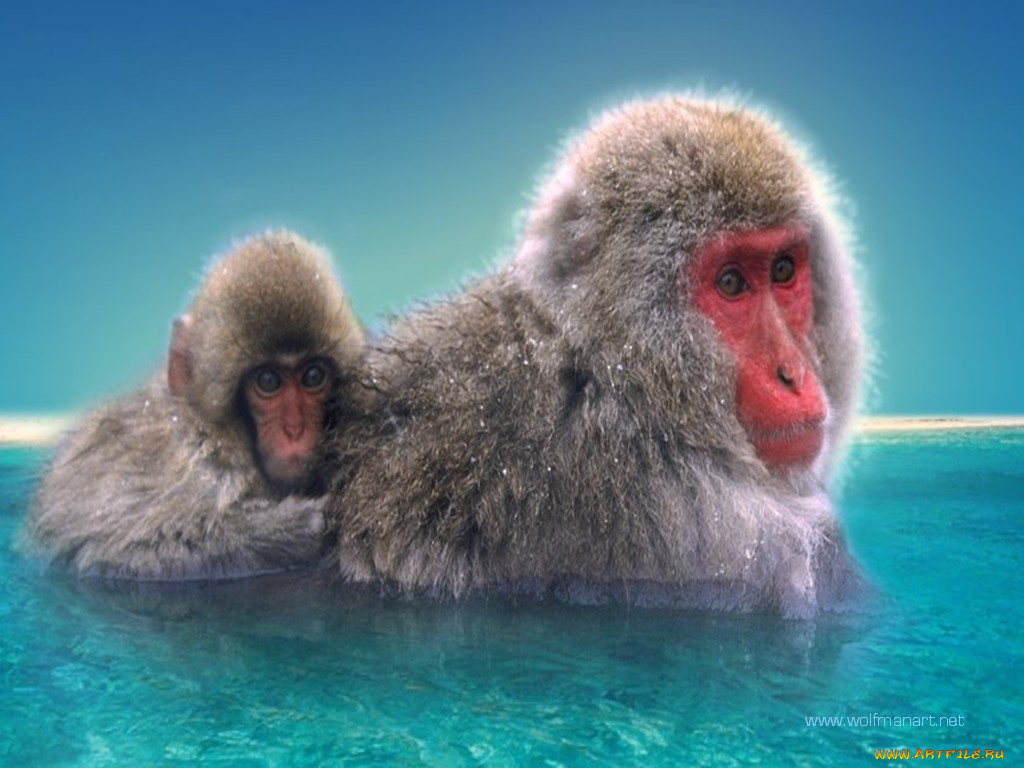 животные, обезьяны