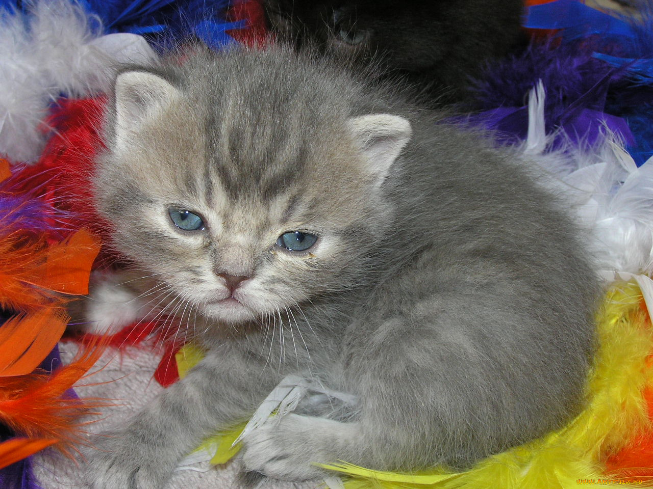 животные, коты