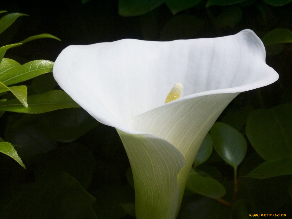 цветы, каллы