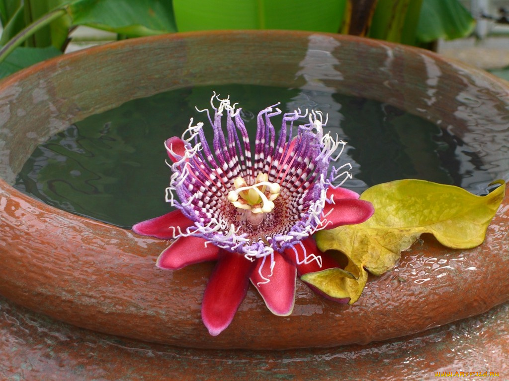 цветы, пассифлора