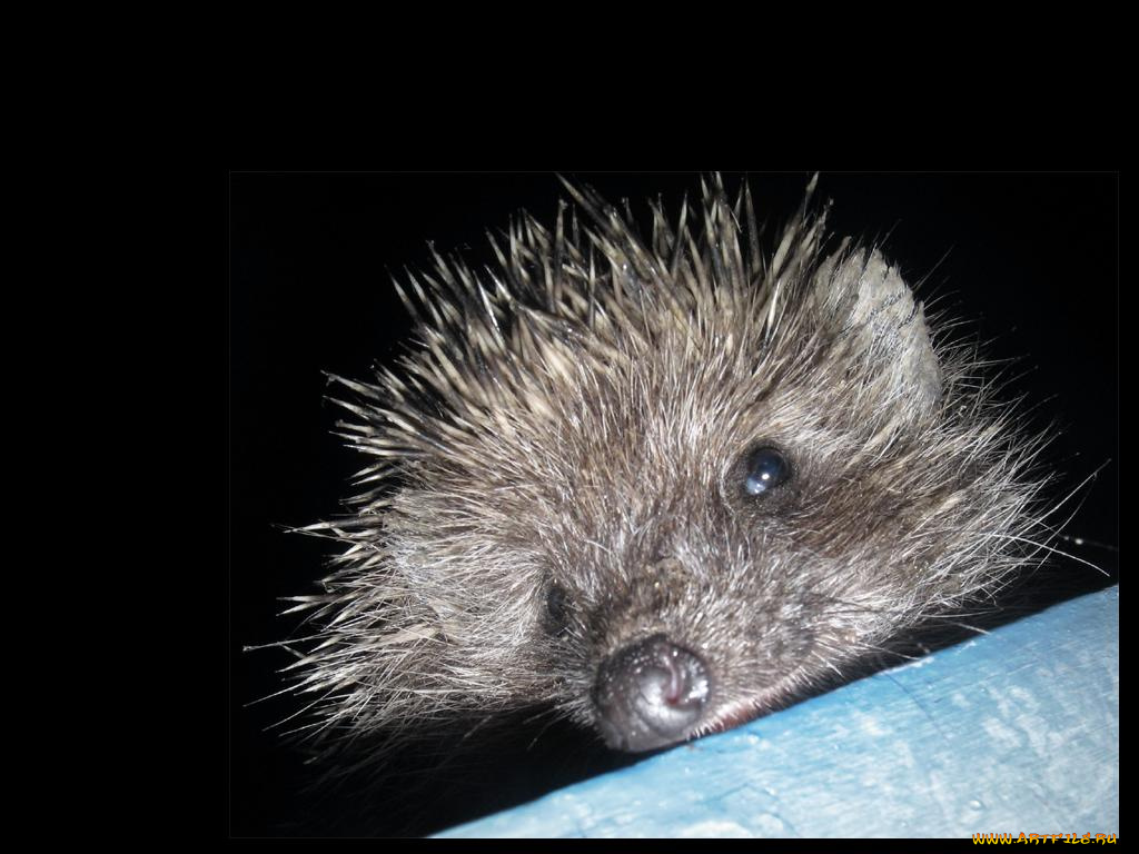 животные, ежи
