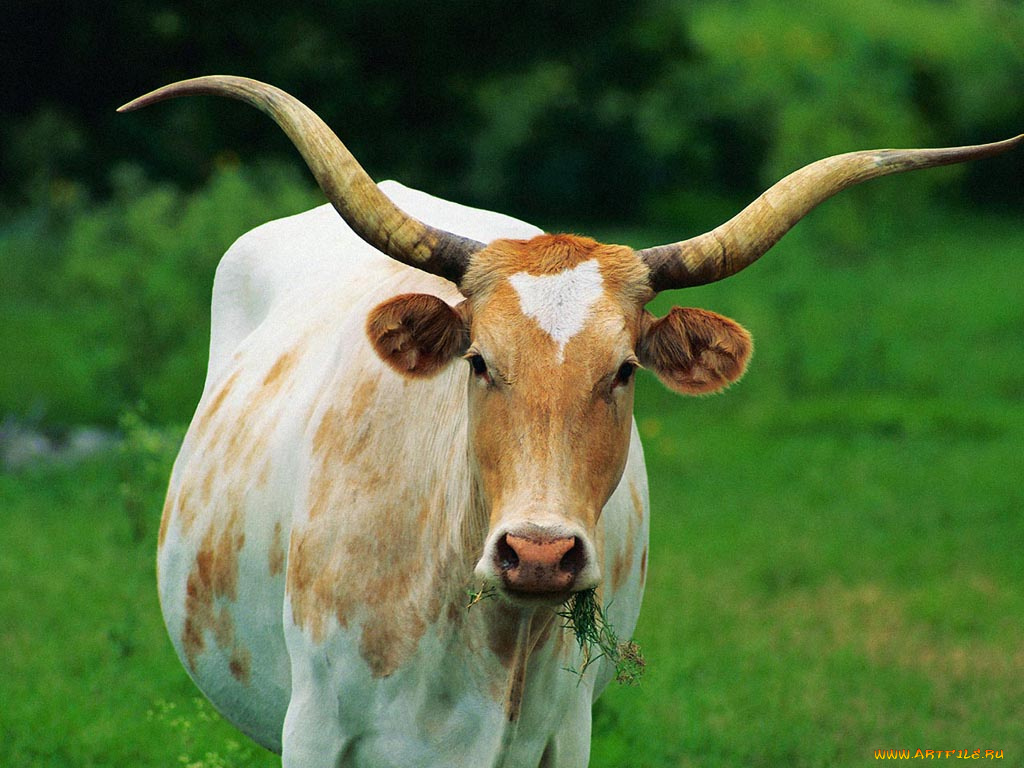 животные, коровы, буйволы