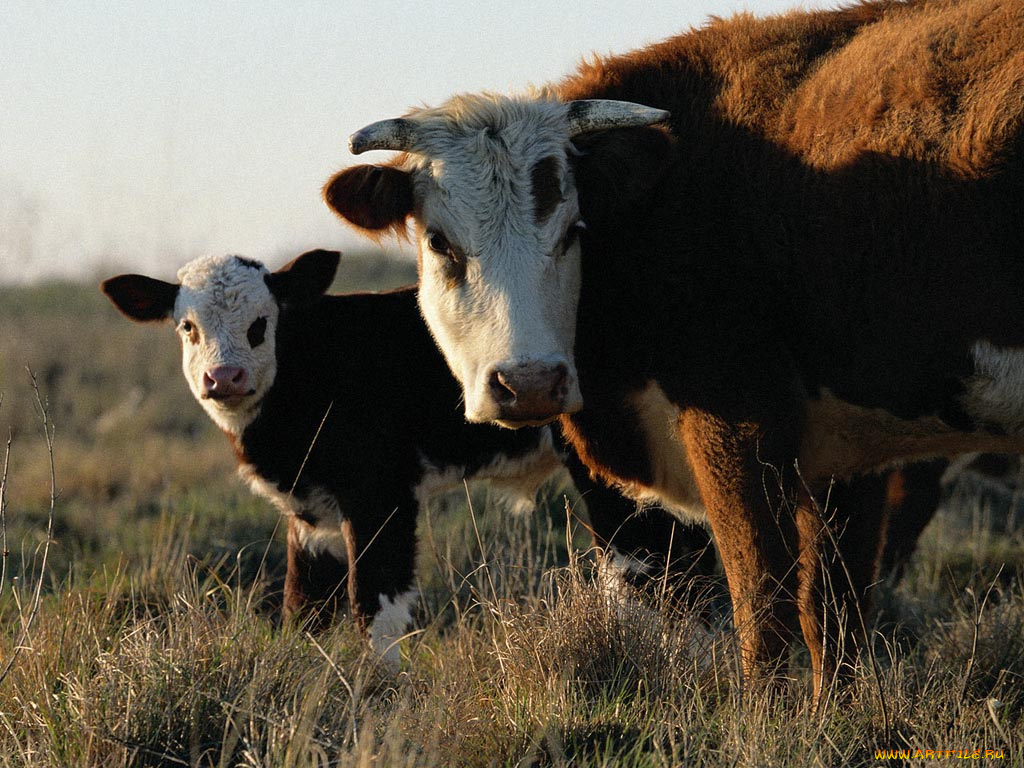 животные, коровы, буйволы