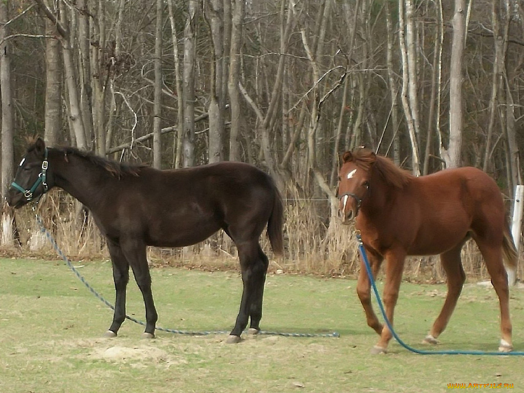 животные, лошади