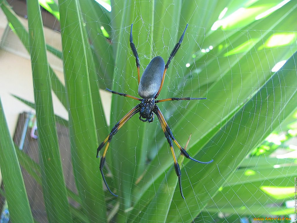 животные, пауки