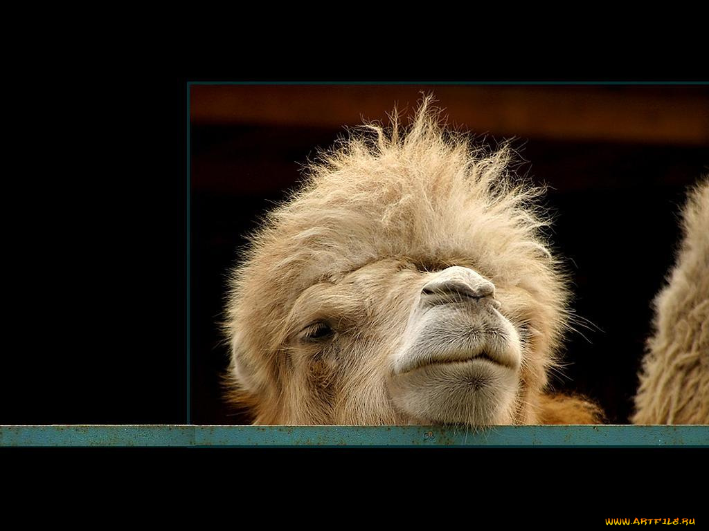 животные, верблюды