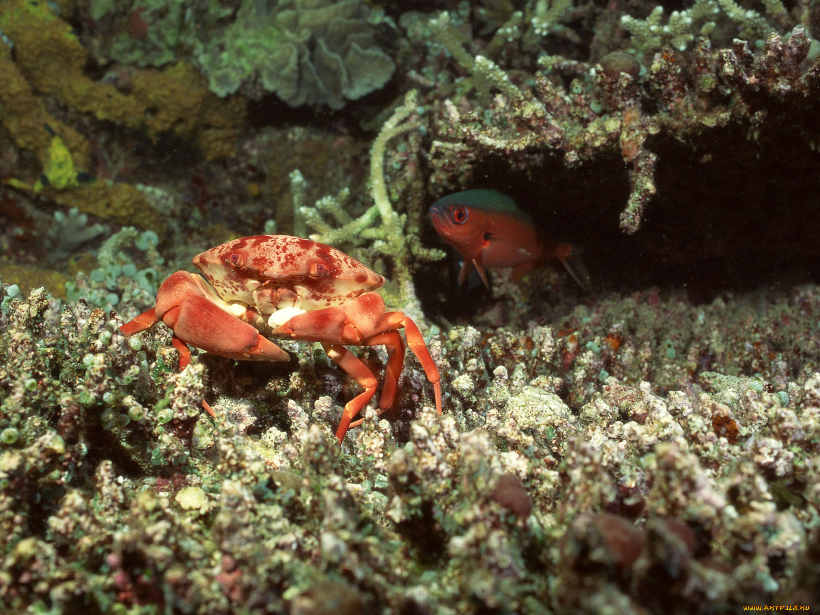 животные, крабы, раки