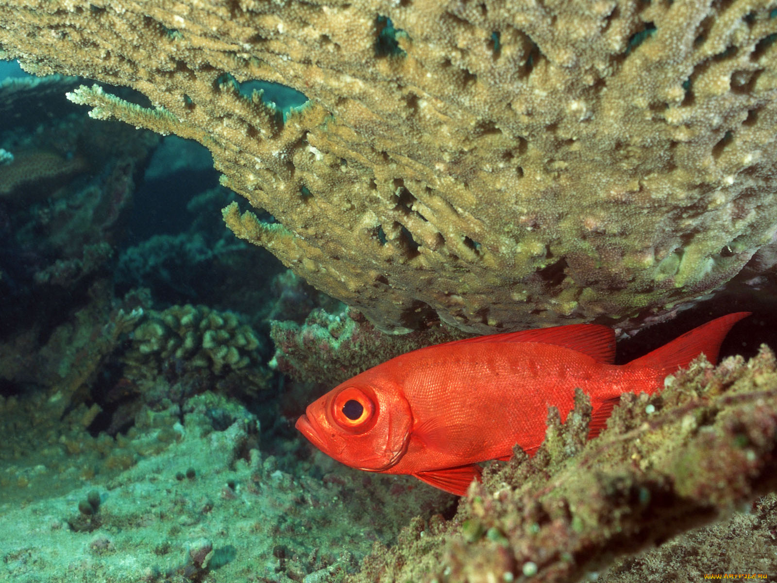 животные, рыбы