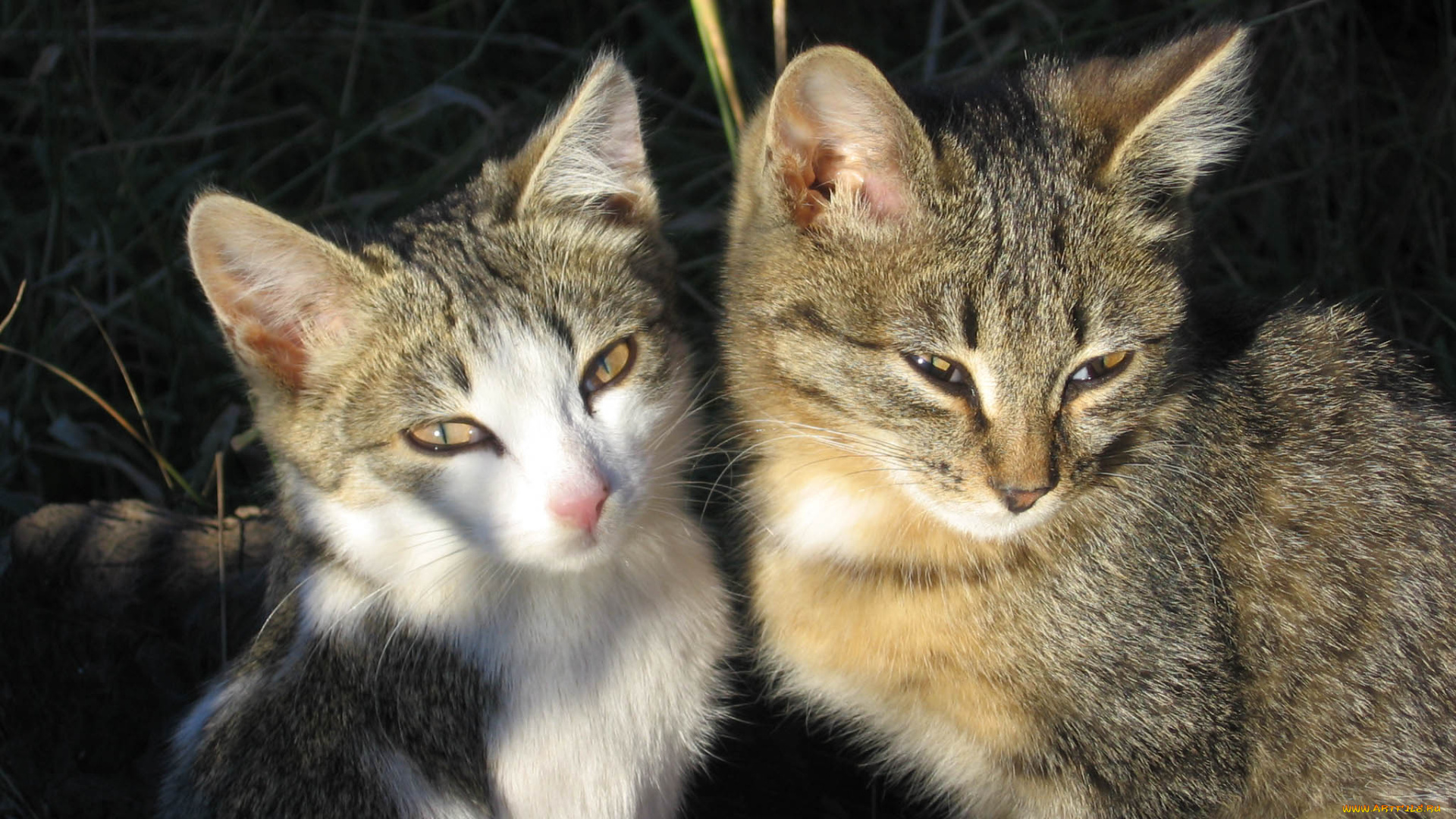 животные, коты