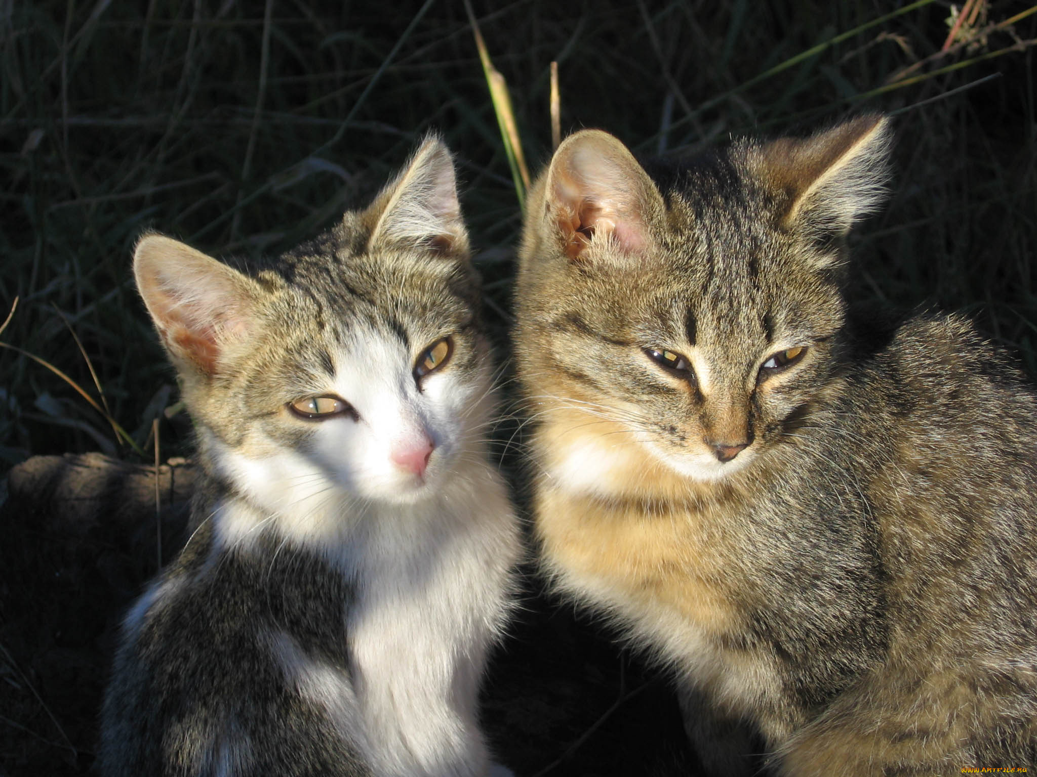 животные, коты