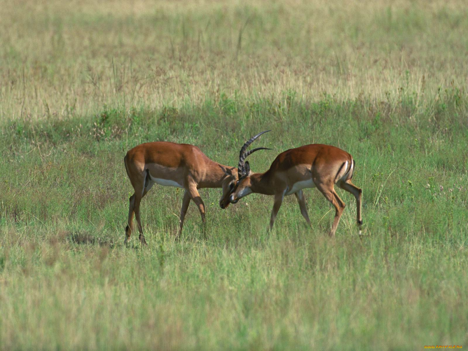 животные, антилопы