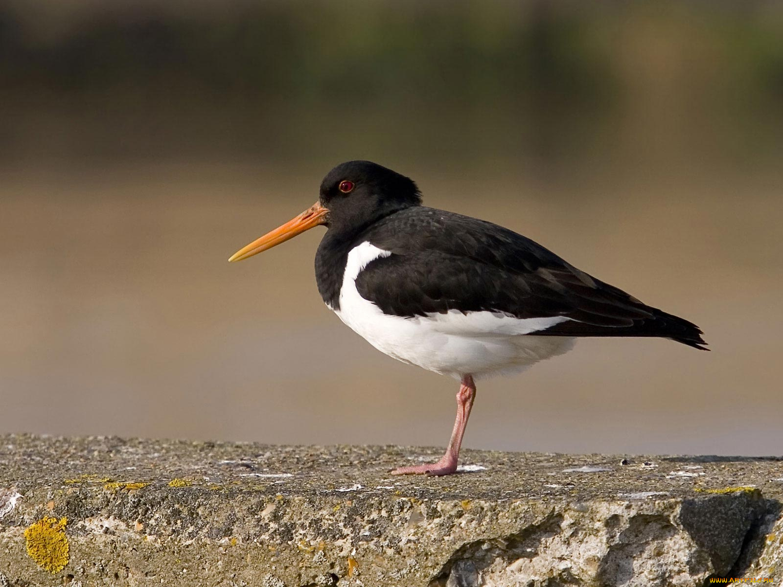 животные, птицы