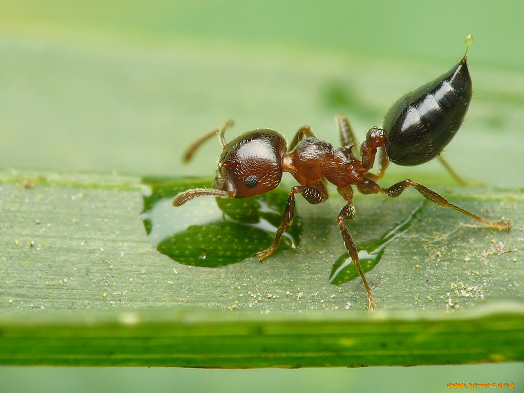 животные, насекомые