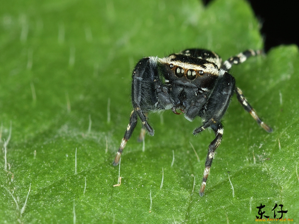 животные, пауки