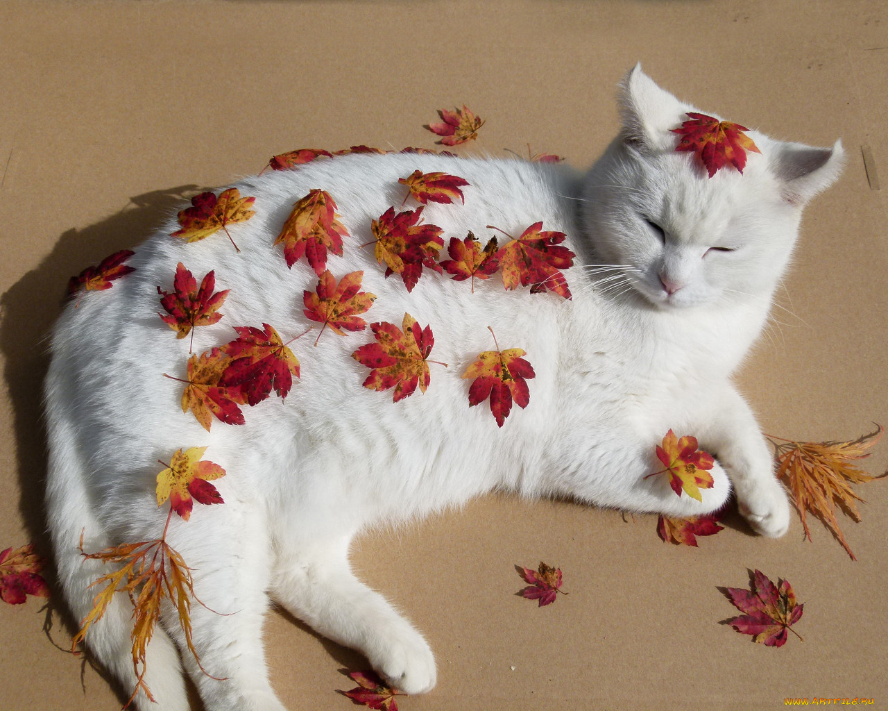 животные, коты