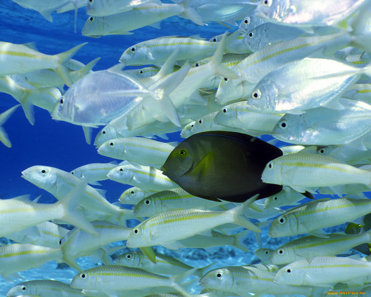 животные, рыбы