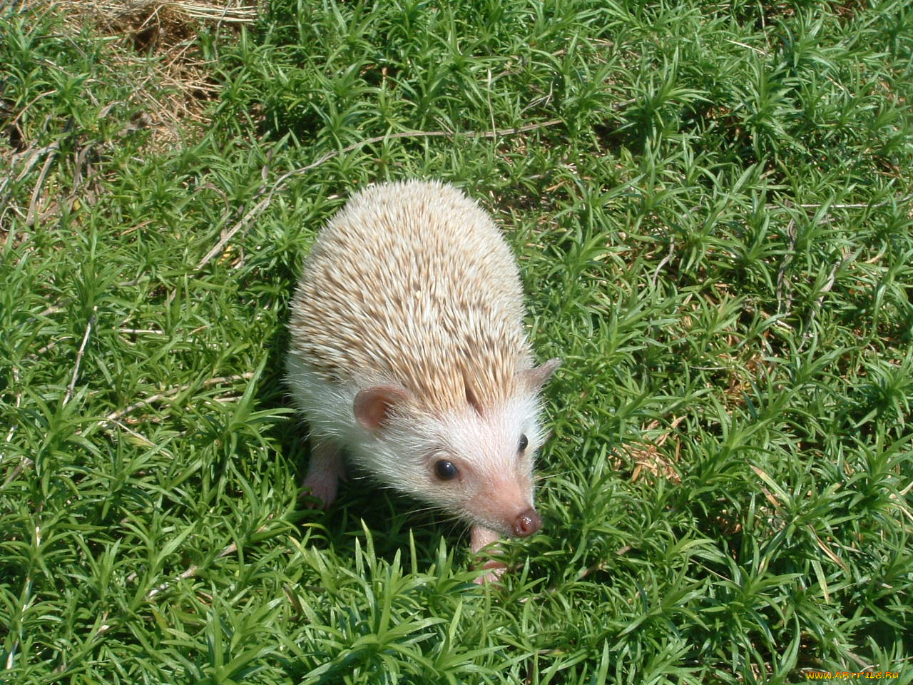 животные, ежи