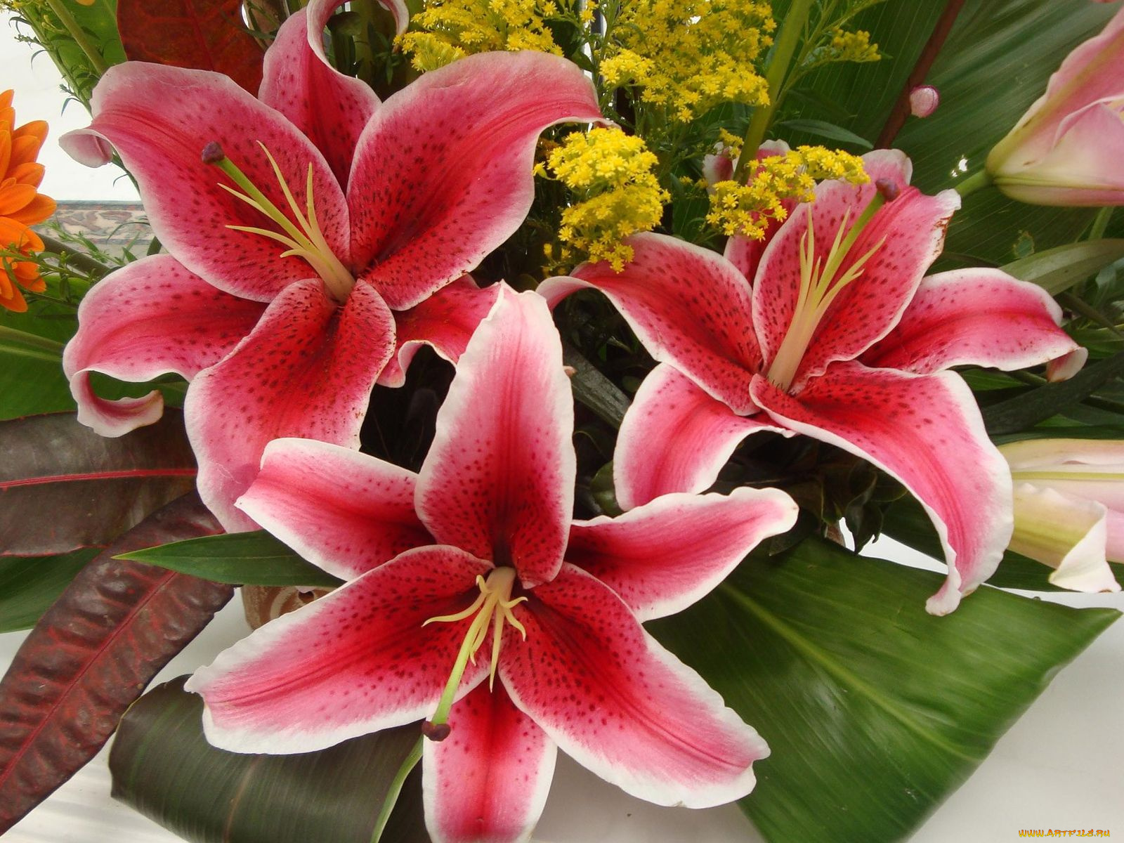 цветы, букеты, композиции