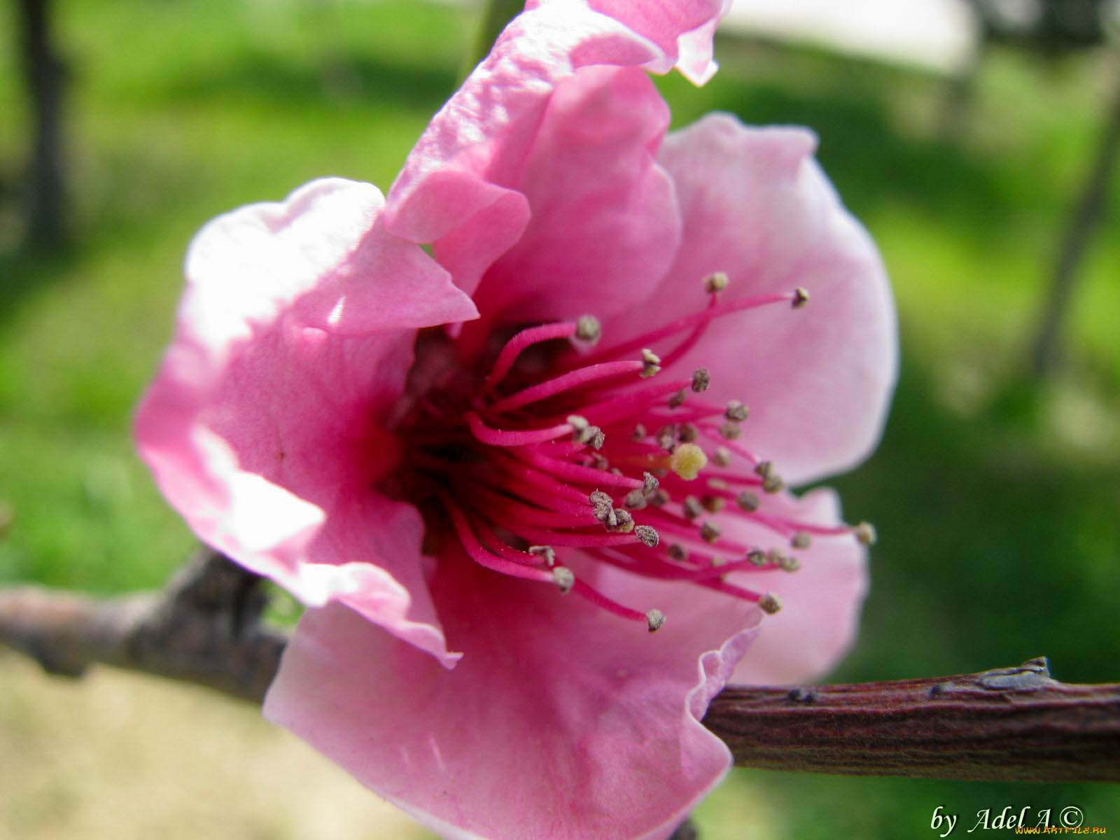 цветы, цветущие, деревья, кустарники