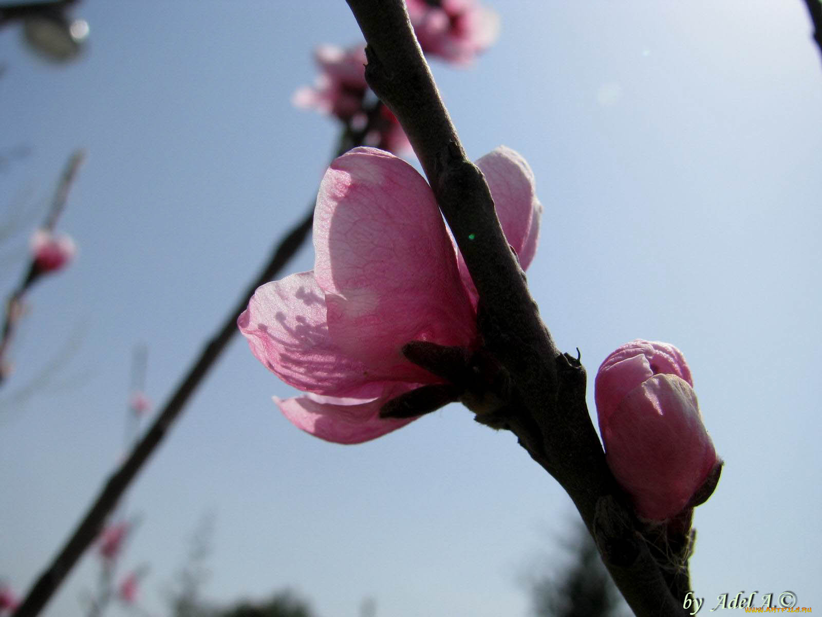 цветы, цветущие, деревья, кустарники