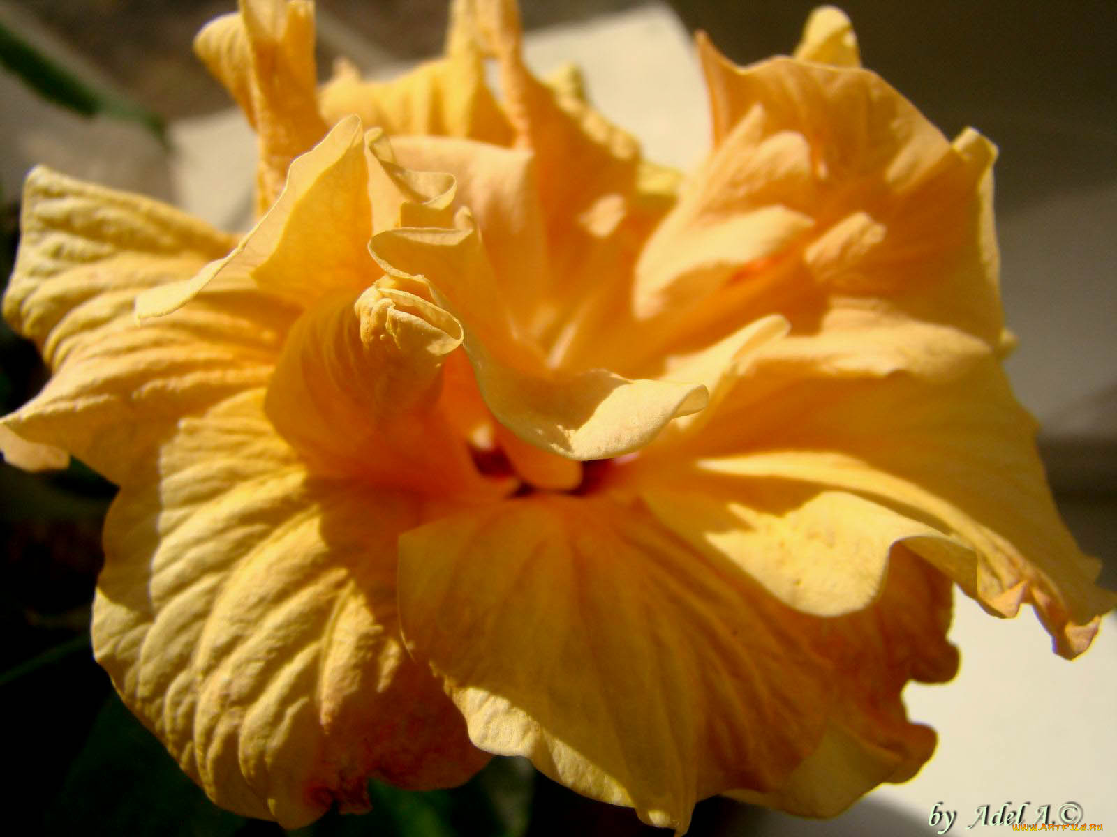 цветы, гибискусы