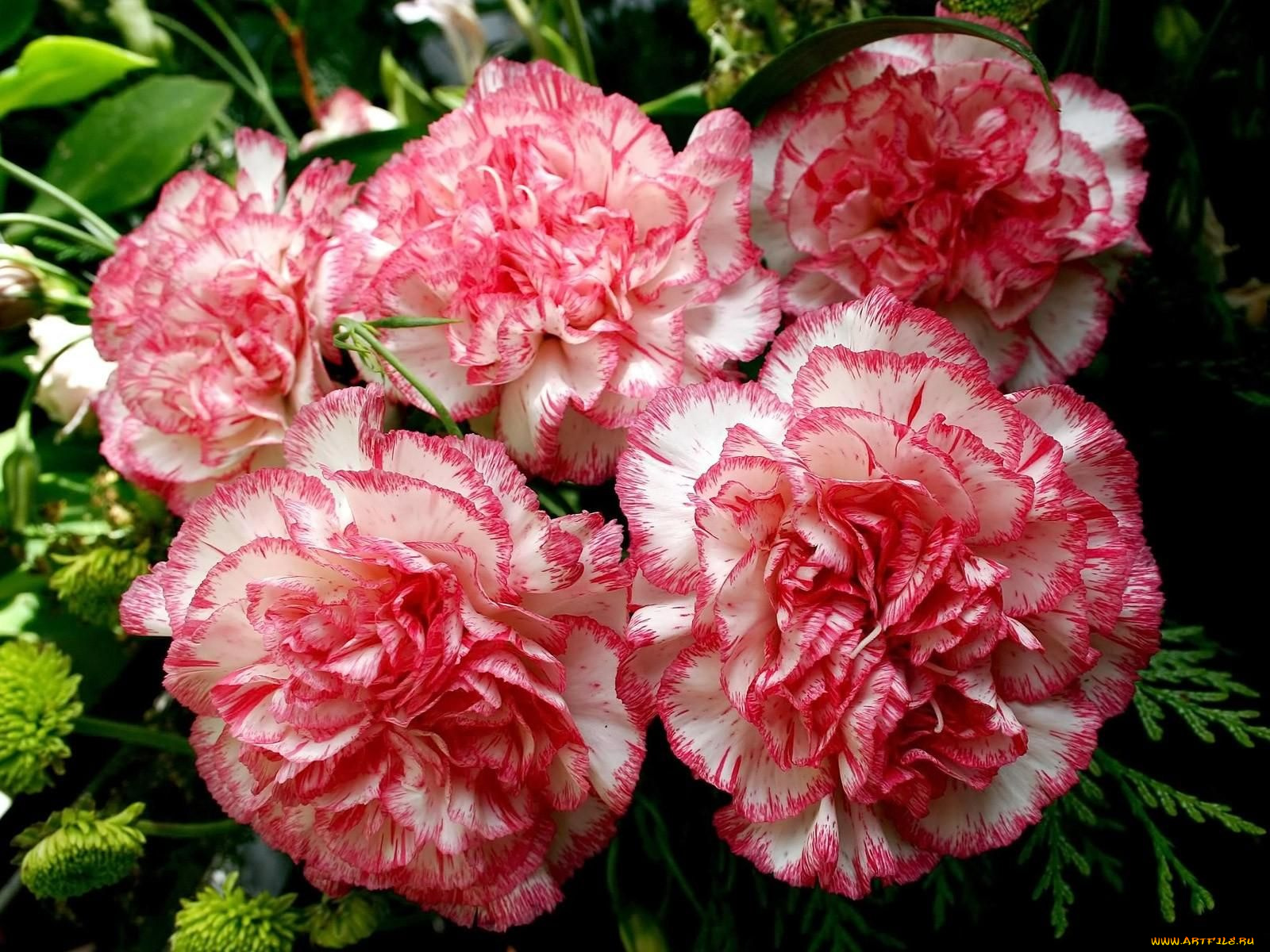 цветы, гвоздики