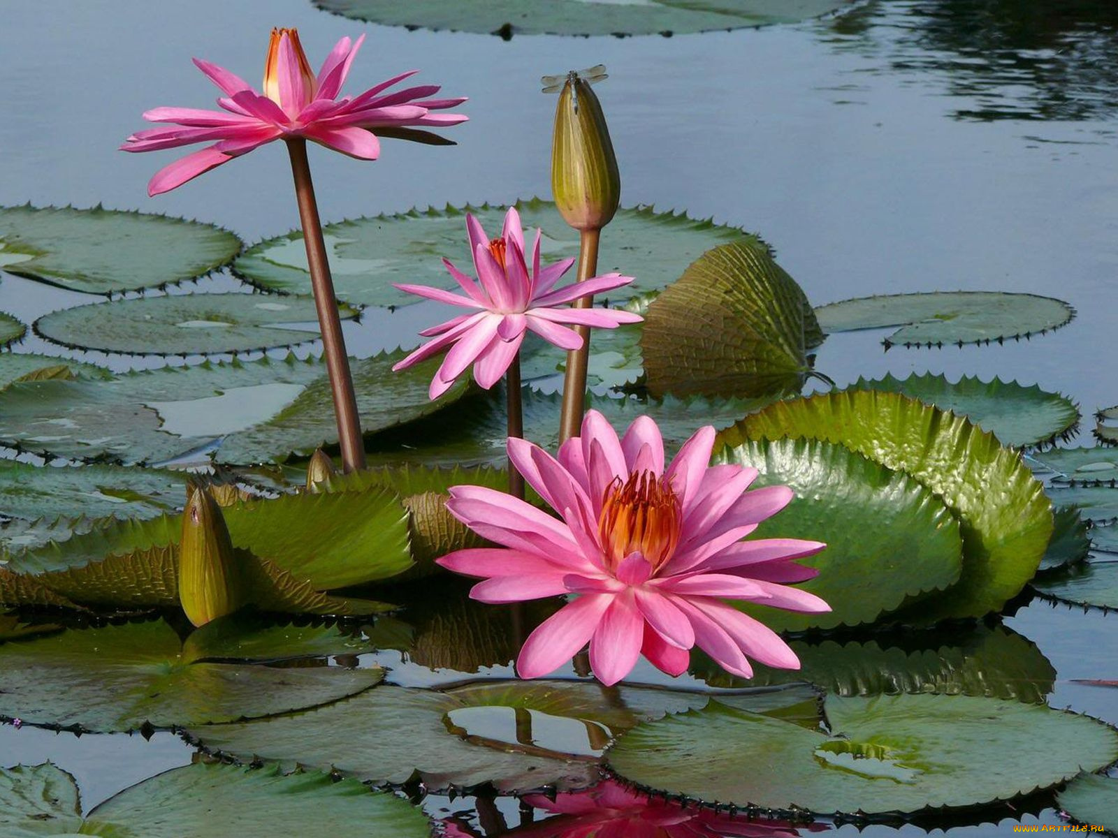 цветы, лилии, водяные, нимфеи, кувшинки