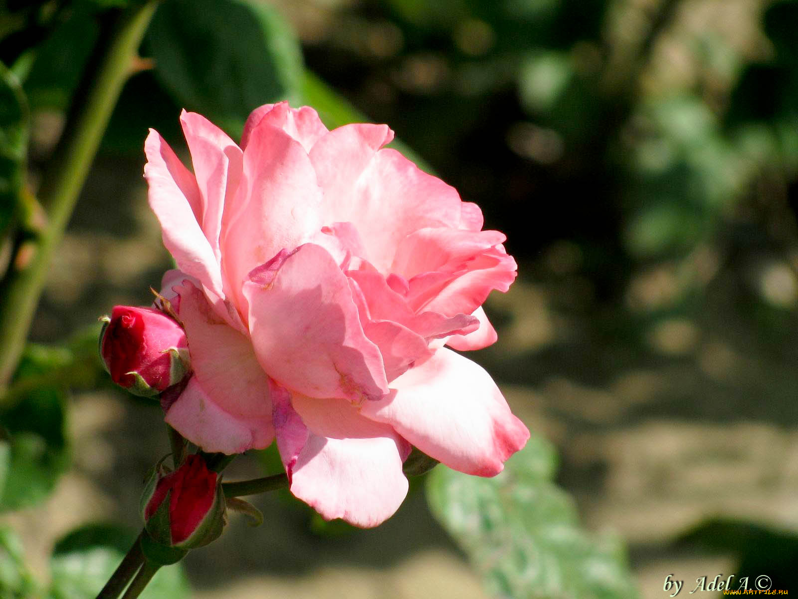 цветы, розы