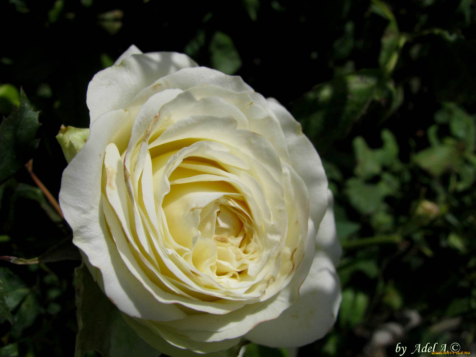 цветы, розы