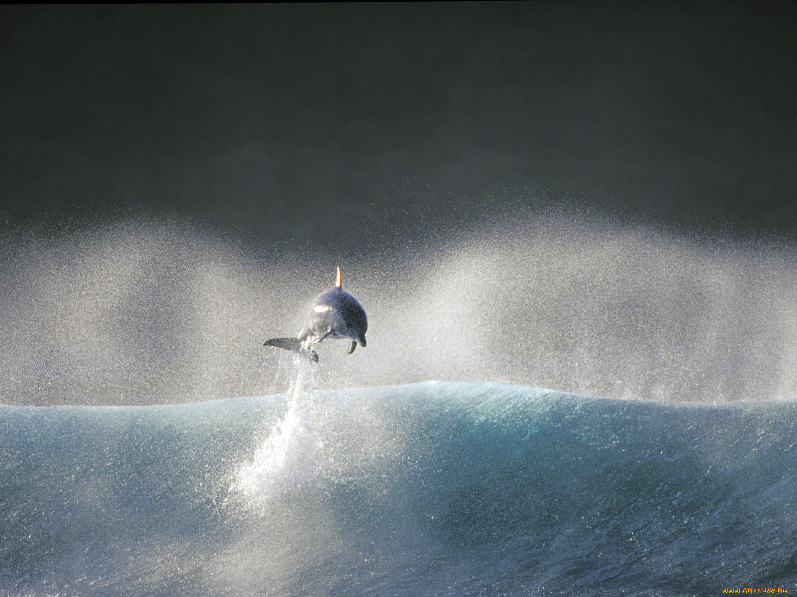 животные, дельфины