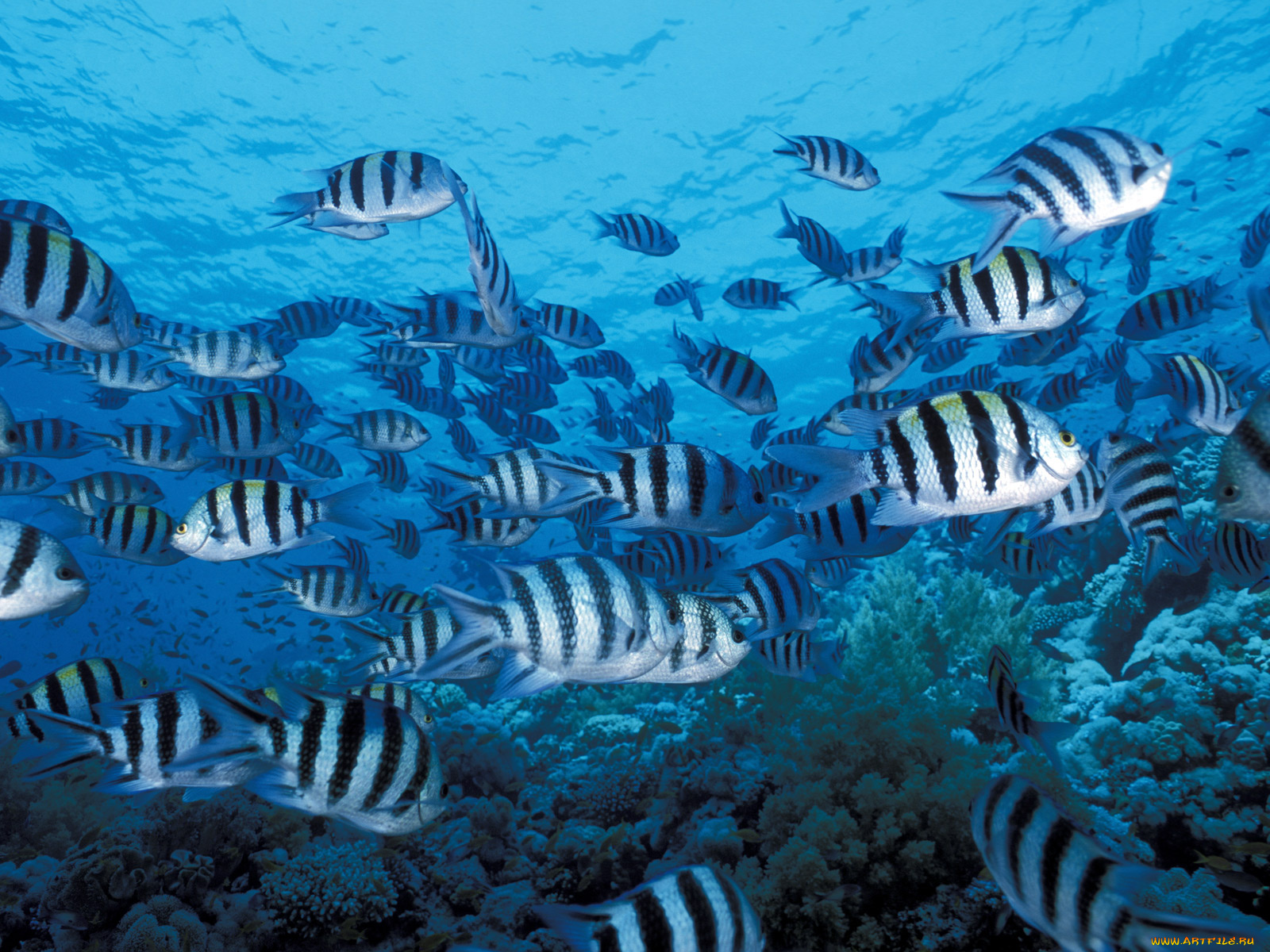 животные, рыбы