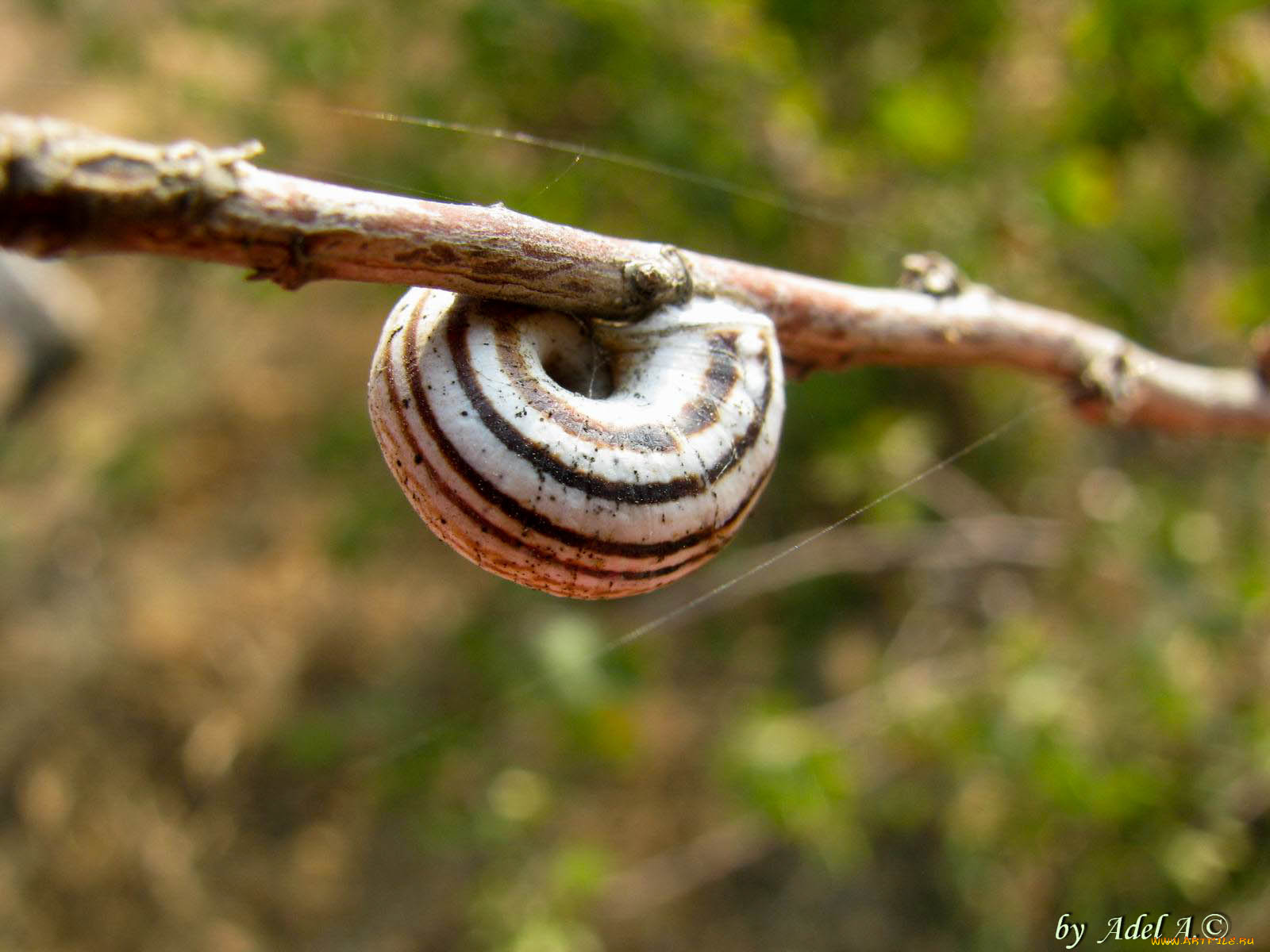 животные, улитки