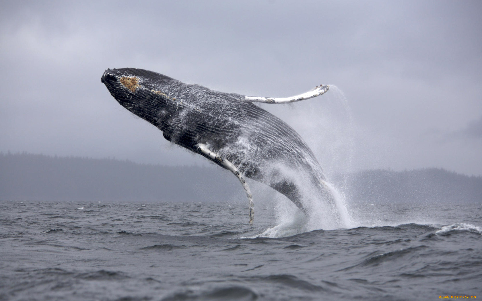 животные, киты, кашалоты
