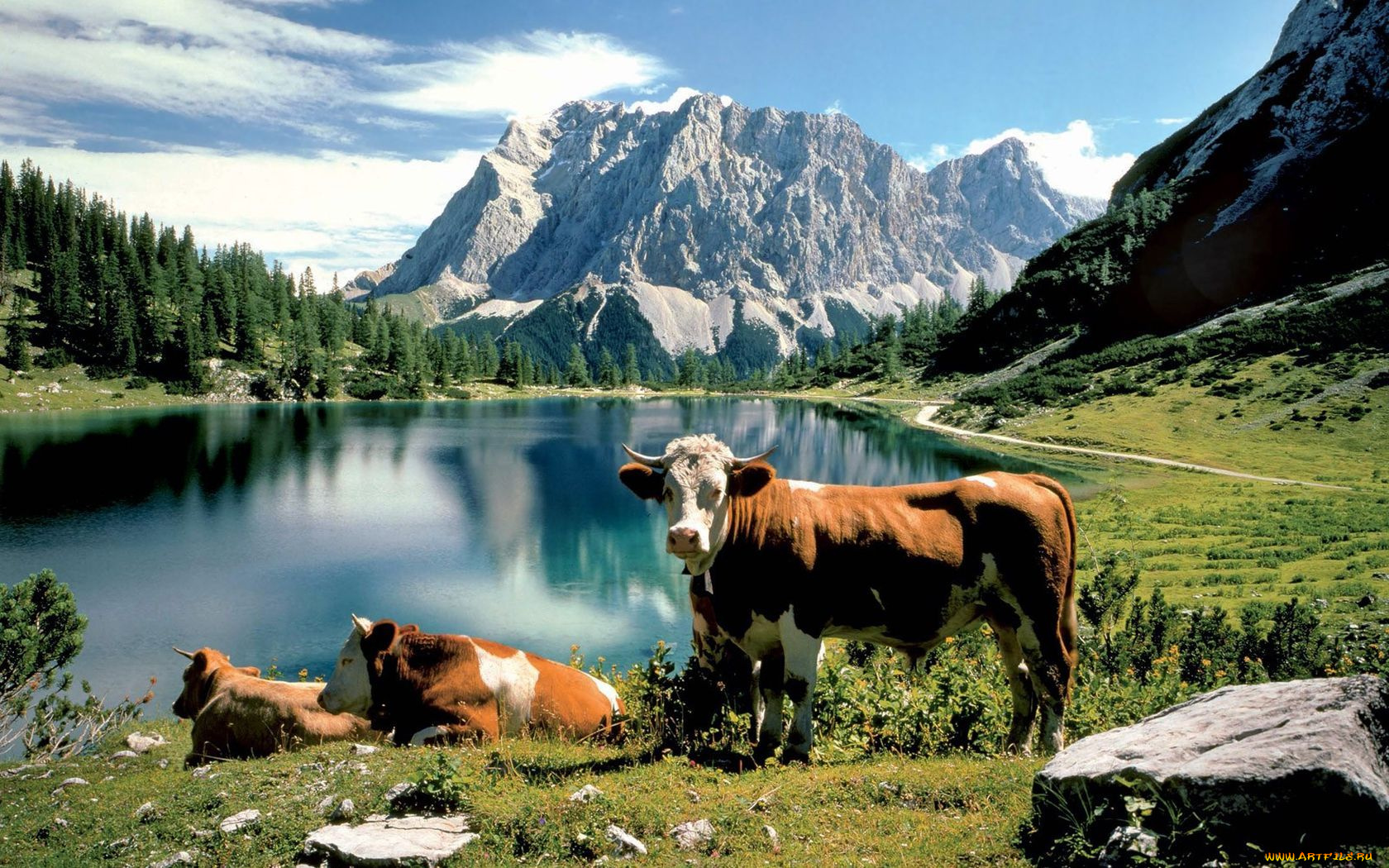 животные, коровы, буйволы