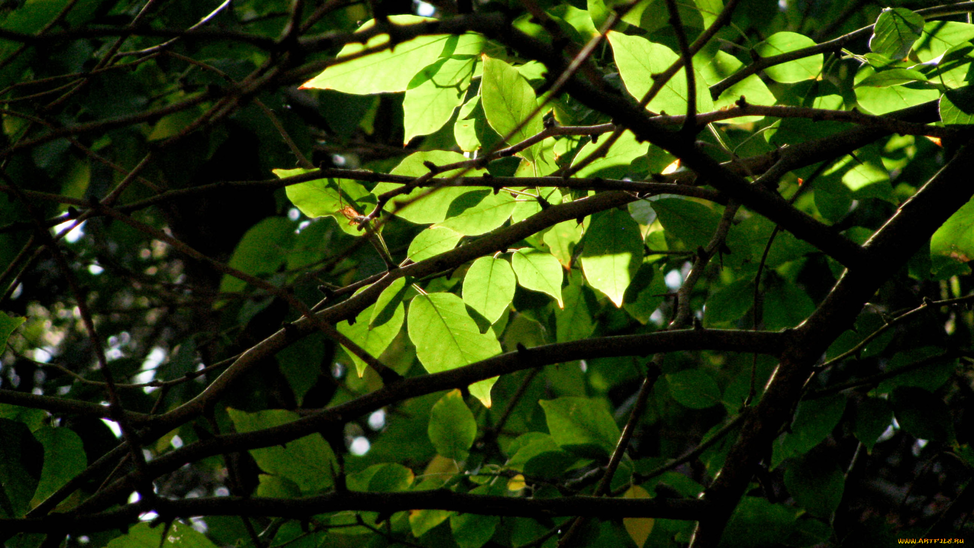 природа, листья