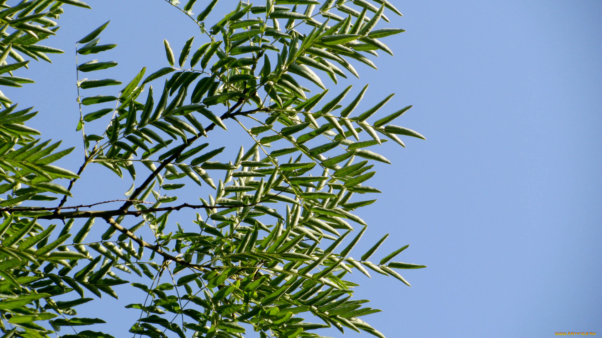 природа, листья