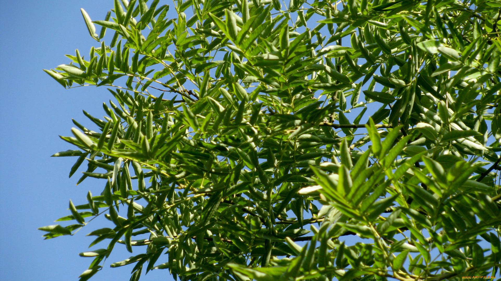 природа, листья