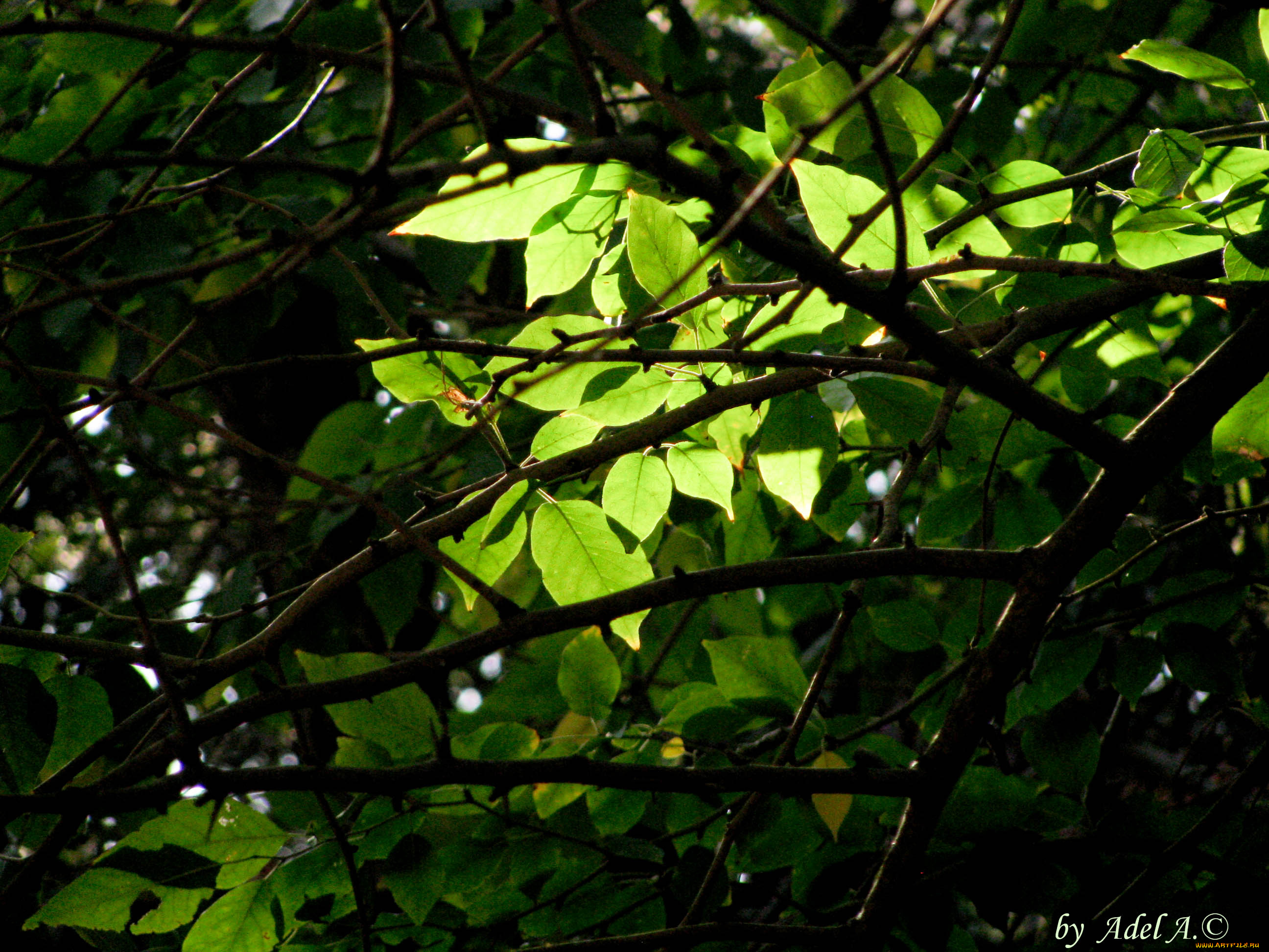 природа, листья