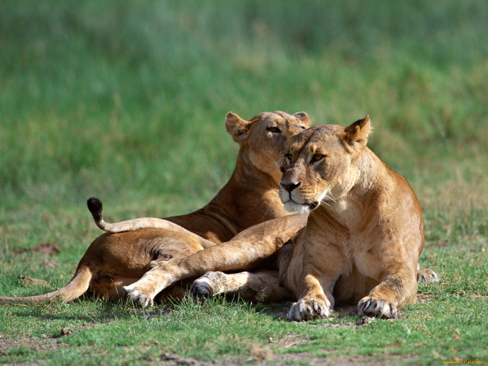 животные, львы, львица, лев