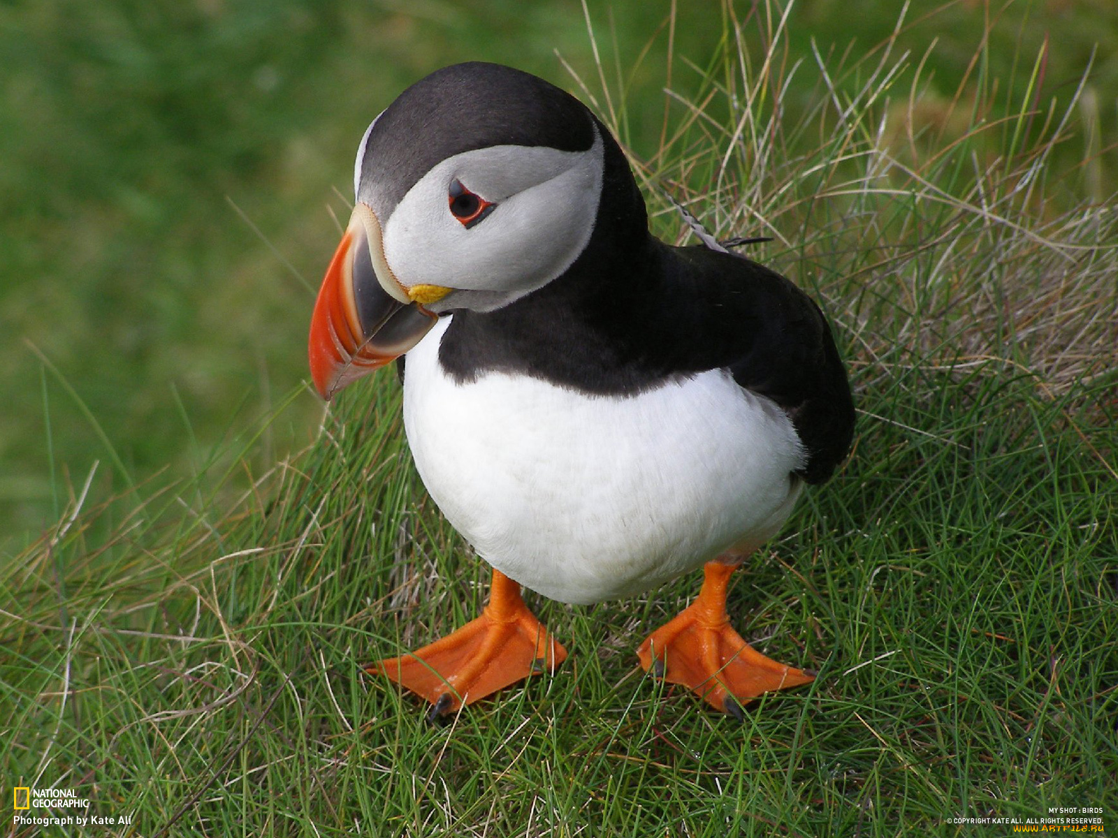 животные, тупики, птица, тупик