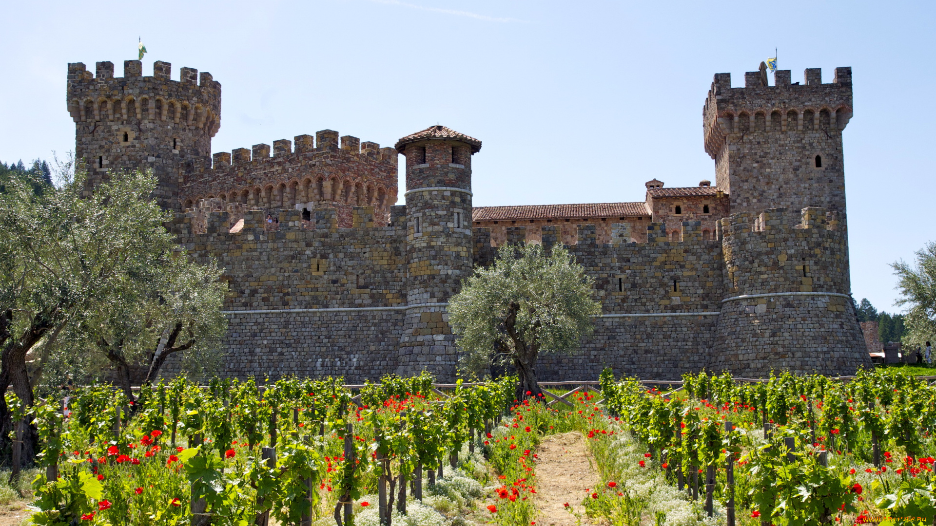 castello, di, amorosa, california, города, дворцы, замки, крепости, маки, виноградник, бпшни