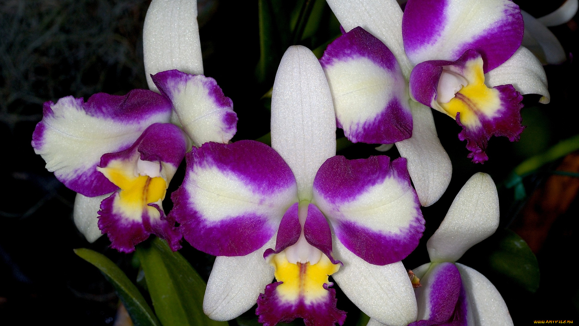 цветы, орхидеи, экзотика, пестрый, бело-лиловый