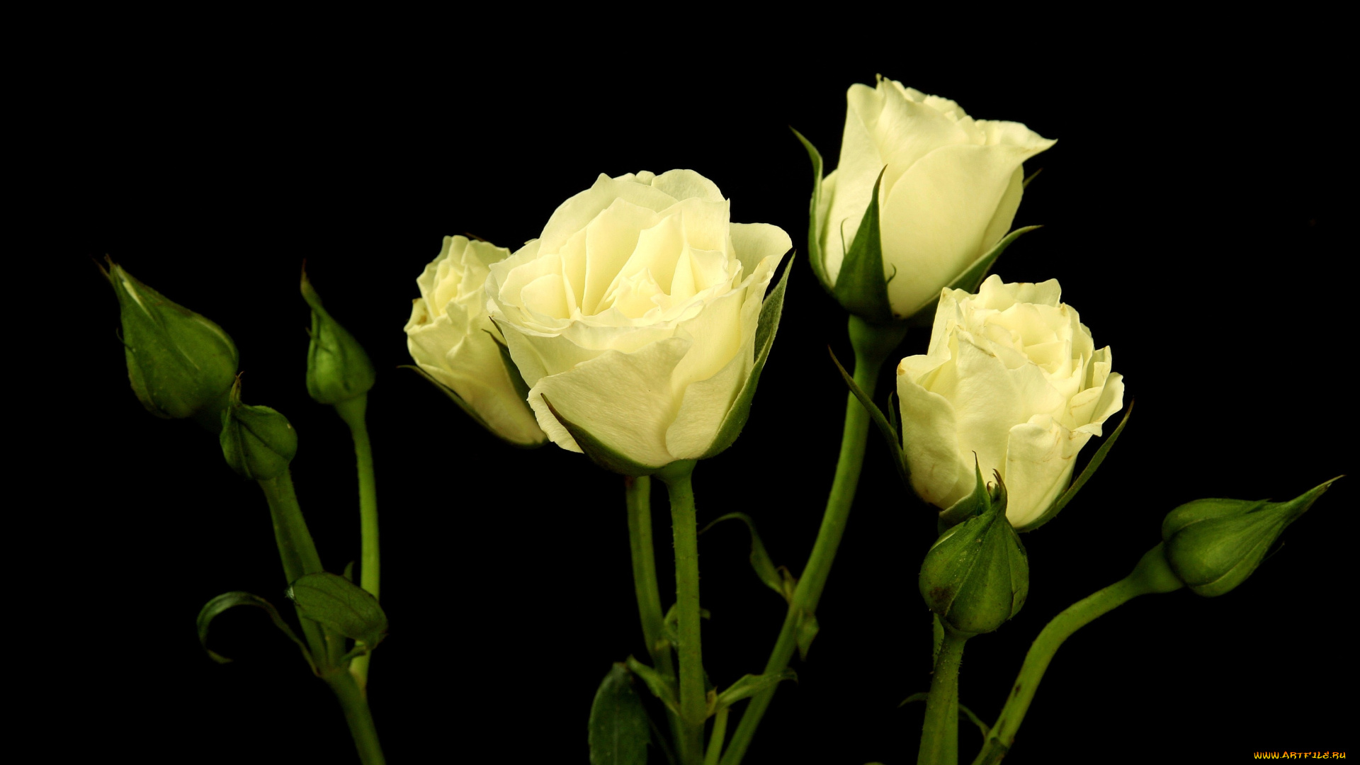 цветы, розы, бледно-желтый, бутоны