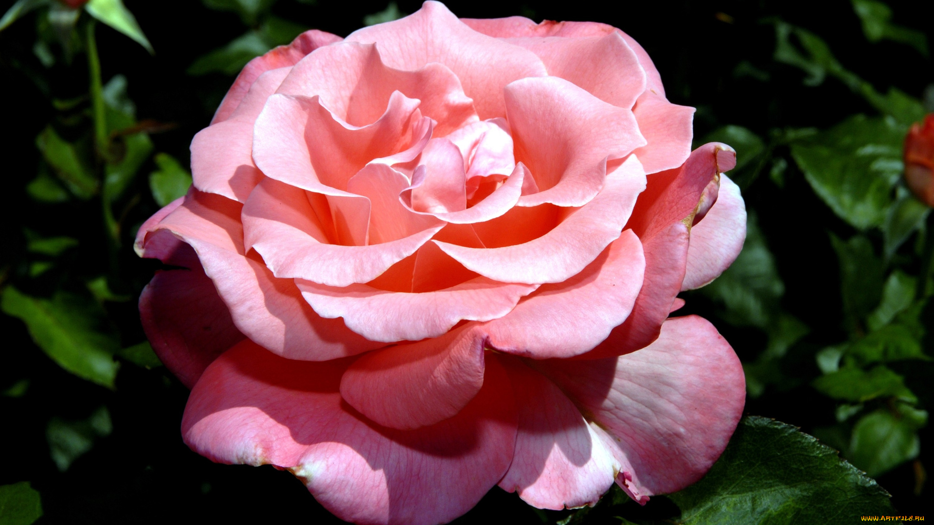 цветы, розы, лепестки, большой, розовый