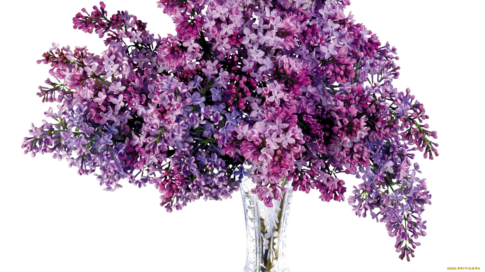 цветы, сирень, лиловая, весна