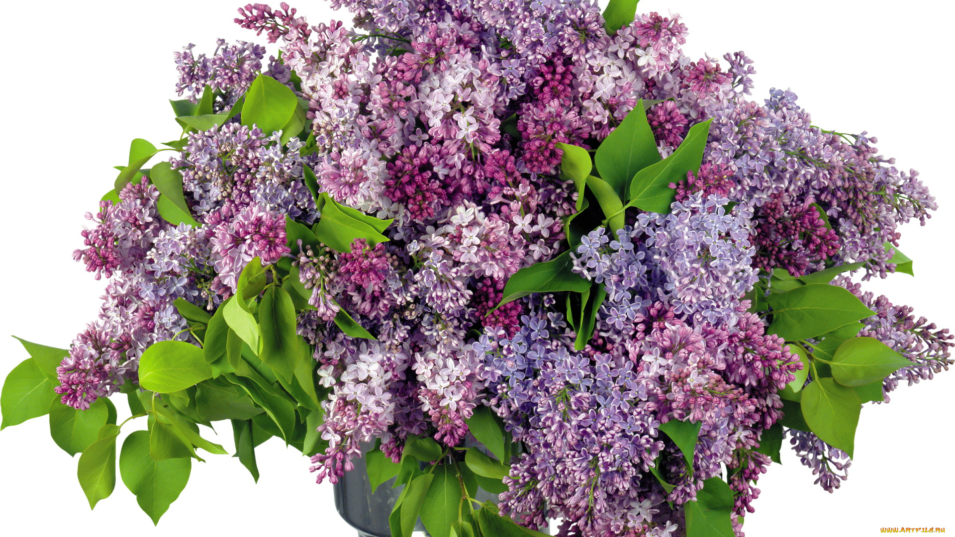 цветы, сирень, сиреневая, лиловая, весна