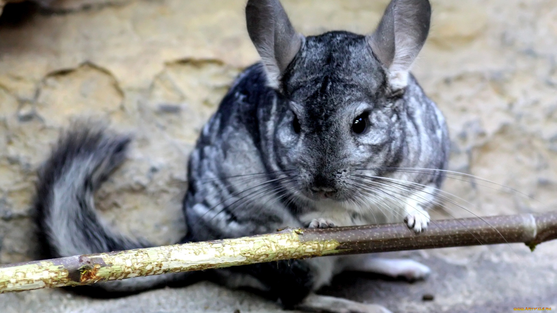 шиншилла, животные, шиншиллы, серый, мех, хвост