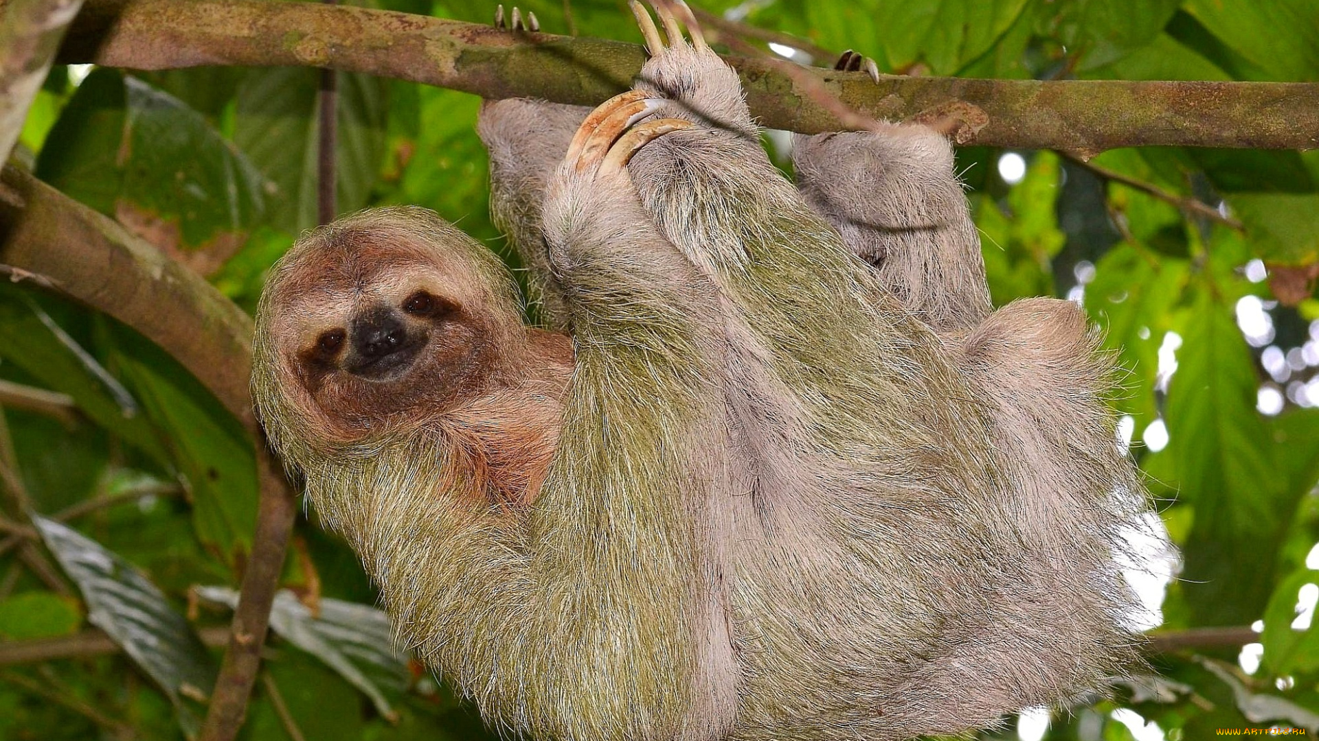 животные, ленивцы, шерсть, улыбка, когти